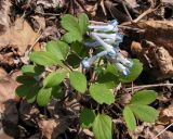 Corydalis repens. Цветущее растение. Приморский край, Уссурийский р-н, с. Горнотаёжное. 05.05.2013.