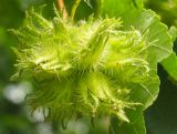 Corylus colurna