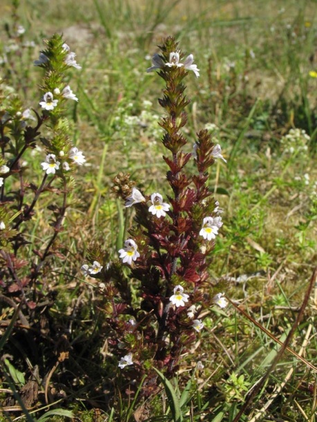 Изображение особи Euphrasia stricta.