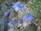 Aquilegia vitalii. Соцветие. Казахстан, Джунгарский Алатау, ущ. реки Коксу, стенка скалы над речкой. 15 мая 2013 г.