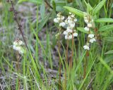 Pyrola media