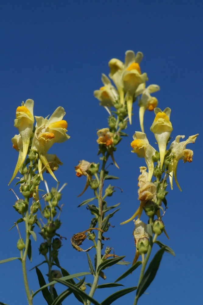 Изображение особи Linaria vulgaris.