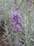 Lavandula angustifolia