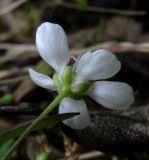 Moehringia lateriflora. Цветок (вид со стороны чашелистиков). Архангельская обл., Пинежский р-н, окр. пос. Пинега, на обнажении горной породы. 20.06.2015.