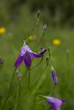 Campanula patula