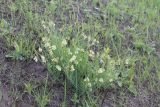 Lathyrus lacteus