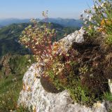 Saxifraga cartilaginea. Цветущие растения на моховой подушке. Республика Адыгея, Кавказский биосферный заповедник, северо-восточный склон горы Оштен, известняковые скальные выходы в переходной зоне от субальпийского к альпийскому поясу, выс. ≈ 2300 м н.у.м. 18.07.2015.