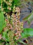 Rumex aquaticus. Часть соплодия. Тува, Тоджинский р-н, долина р. Аржаан-Хем (выс. около 1600 м н.у.м.), берег ручья на опушке хвойного леса. 06.07.2015.