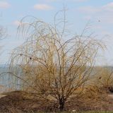 Salix alba. Растение ранней весной, форма vitellina pendula. Ростовская обл., г. Таганрог, в сквере у моря. 16.03.2016.