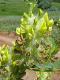 Astragalus vulpinus