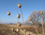 Centaurea adpressa. Верхушки веточек с засыхающими соплодиями. Краснодарский край, м/о Анапа, окр. станицы Благовещенская, Бугазская коса, закреплённые пески. 12.11.2016.