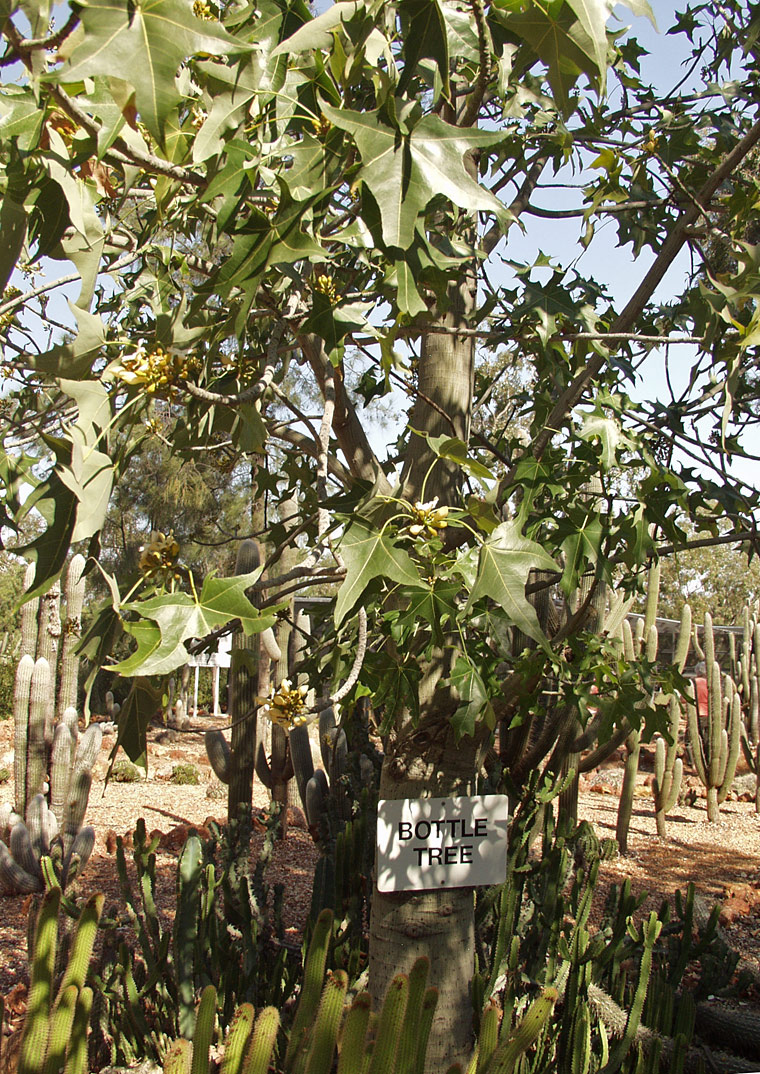 Изображение особи Brachychiton australis.