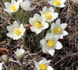 Pulsatilla patens. Цветущие растения с кормящимися насекомыми. Новосибирская обл., Карасукский р-н, с. Благодатное, опушка колка. 05.05.2017.