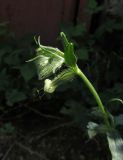 Silene dichotoma. Верхушка соцветия мужского растения с цветком и бутонами. Крым, Симферопольский р-н, пос. Давыдовка, обочина. 1 июня 2017 г.