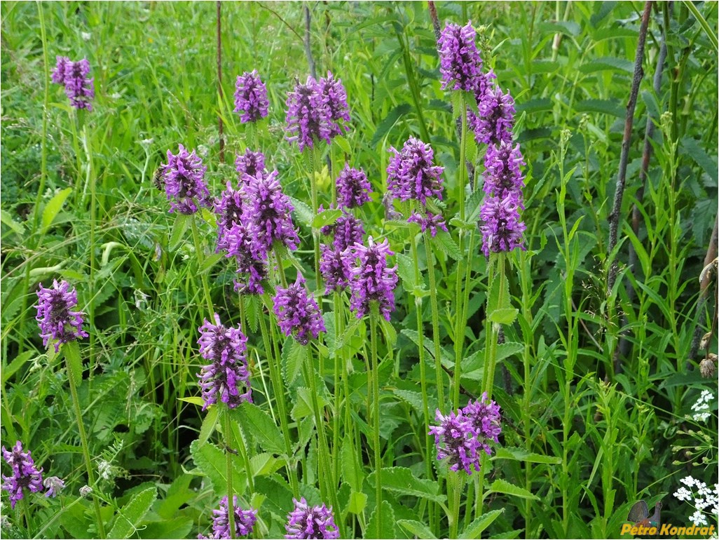 Изображение особи Betonica officinalis.