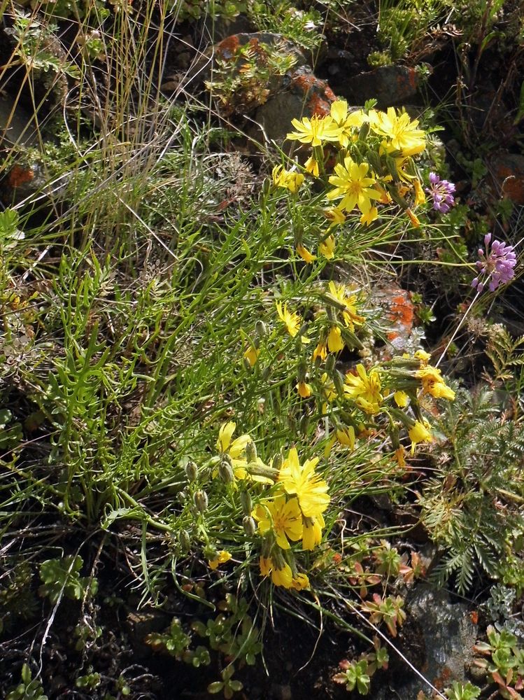 Изображение особи Youngia tenuifolia.