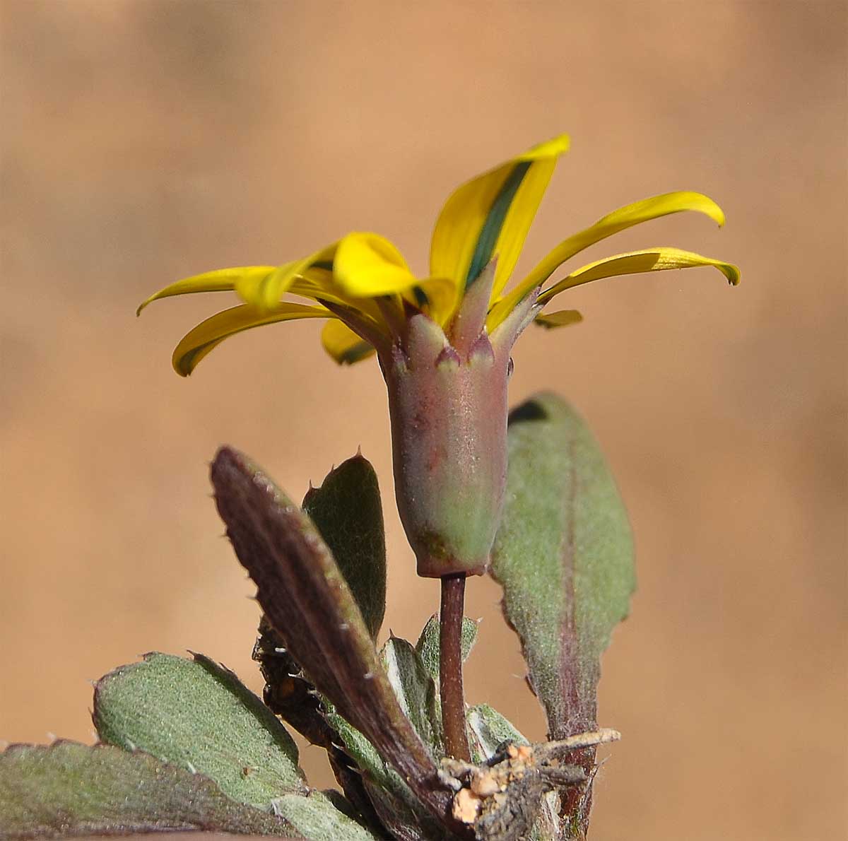 Изображение особи Gazania lichtensteinii.