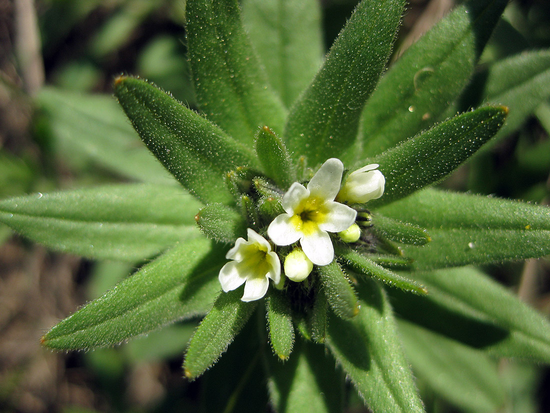 Изображение особи Buglossoides rochelii.