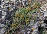 Ephedra monosperma