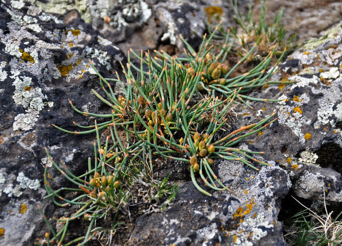 Изображение особи Ephedra monosperma.