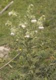 Cirsium echinus