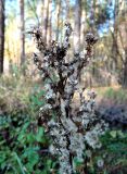 Solidago virgaurea. Верхушка плодоносящего растения. Московская обл., окр. Электрогорска, урочище Белый Мох, опушка смешанного леса. 13.10.2018.