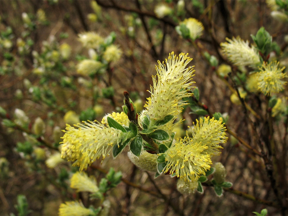 Изображение особи Salix repens.