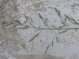 Glyceria notata