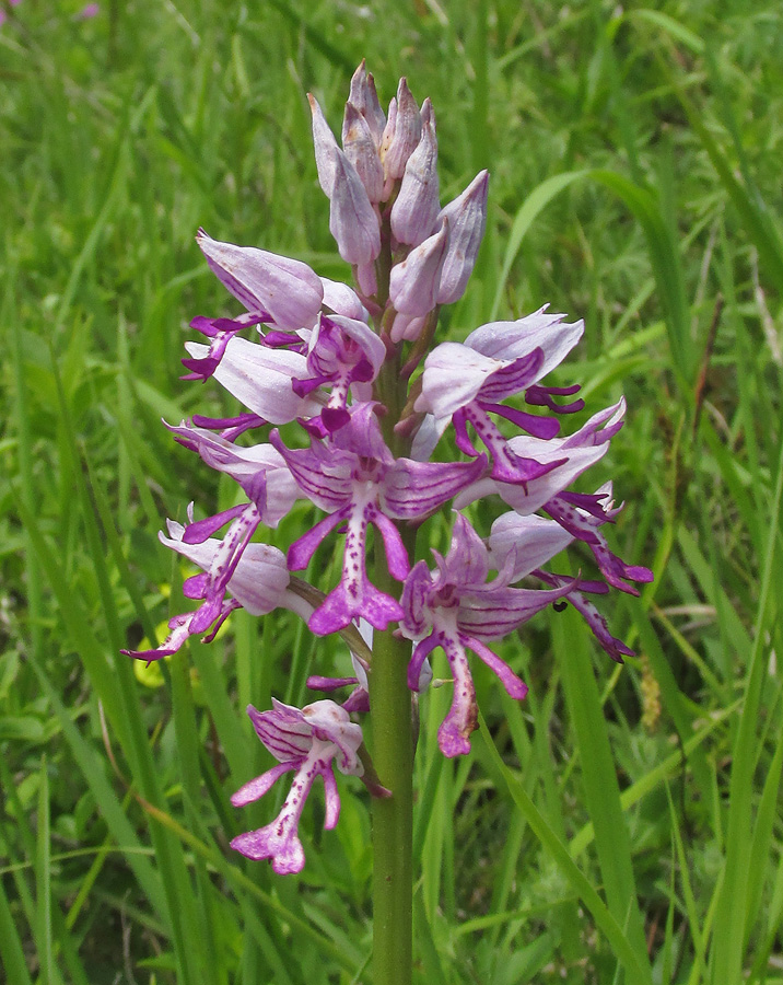 Image of Orchis militaris ssp. stevenii specimen.