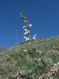 Salvia verbascifolia. Цветущее растение. Дагестан, окр. с. Талги, каменистый склон. 22.04.2019.