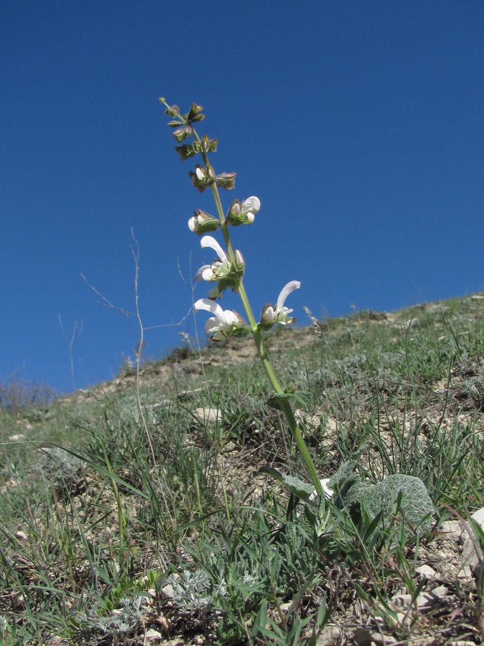 Image of Salvia verbascifolia specimen.