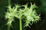 Valerianella dactylophylla