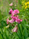 Lathyrus sylvestris. Соцветие с питающейся мухой. Пермский край, г. Пермь, Кировский р-н, пос. Кировский, дол. р. Заборная, вдоль железнодорожной насыпи. 02.07.2020.