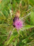 Cirsium simplex