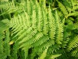 Athyrium filix-femina