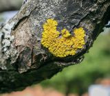 Xanthoria parietina. Таллом с апотециями на стволе Malus domestica. Санкт-Петербург, Петродворцовый р-н, Петергоф, Нижний парк, фруктовый сад. 09.09.2020.