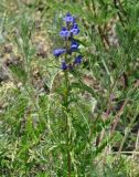 Scutellaria scordiifolia. Верхушка цветущего растения. Иркутская обл., Иркутский р-н, окр. пос. Листвянка, склон сопки, обочина тропы. 24.06.2020.