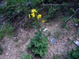 Ligularia karataviensis