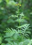 Tanacetum boreale