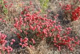 Ephedra distachya