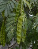 Albizia julibrissin