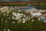 род Eriophorum. Верхушки побегов с соплодиями. Магаданская обл., Ягоднинский р-н, окр. оз. Джека Лондона, ≈ 800 м н.у.м., заболоченный берег озера. 09.09.2021.