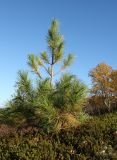 Pinus sibirica. Особь подроста (возраст - ок. 10 лет). Мурманская обл., окр. г. Мурманск, склон СЗ экспозиции, кустарничково-вороничное берёзовое редколесье. 20.09.2021.