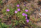 Dianthus chinensis. Цветущие растения. Приморье, гор. округ Фокино, бухта Круглая, подножие каменистого склона. 31.07.2021.