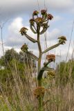 Ferula communis