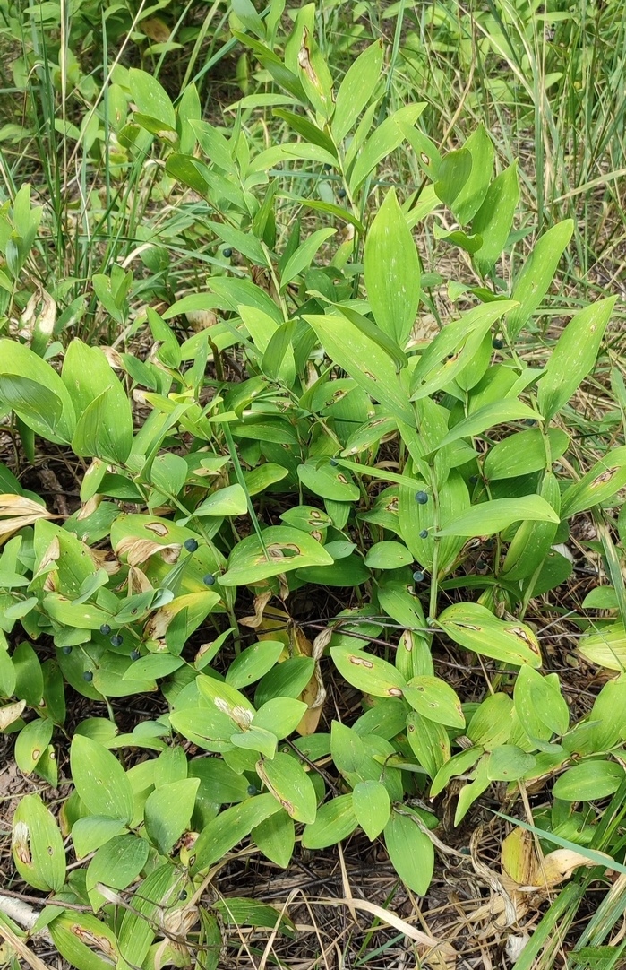 Изображение особи Polygonatum odoratum.