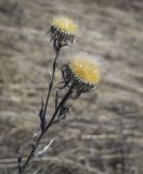 Carlina biebersteinii