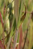 Bromus hordeaceus