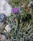 Saussurea leucophylla