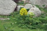 Ferula kuhistanica. Цветущее растение и растение с распускающимся соцветием. Узбекистан, Зарафшанский хр., Самаркандские горы. 09.04.2011.